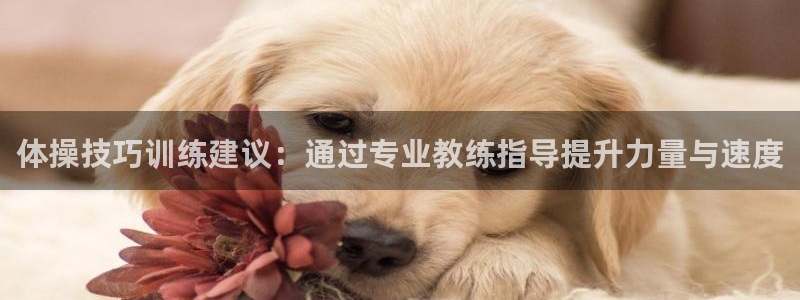 体操技巧训练建议：通过专业教练指导提升力量与速度